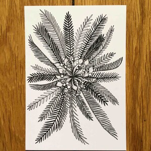 Cycas platyphylla - Print of an ink drawing