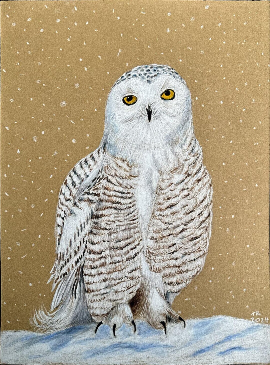 Snowy Owl Color Pencil Drawing - Etsy