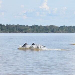 River Dolphin Duet, 8x10 Matted Print