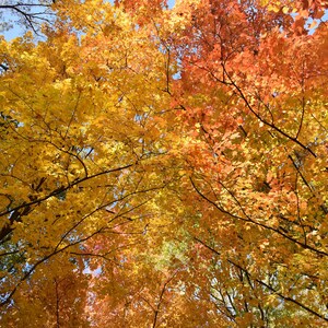 Autumn Umbrella, 8x10 Matted Print
