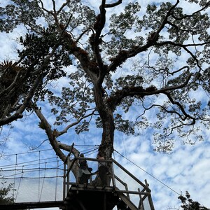 Rainforest Canopy Walk, 8x10 Matted Print