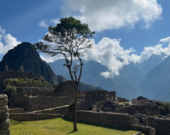 Lone Tree of Machu Picchu, 8x10 Matted Print