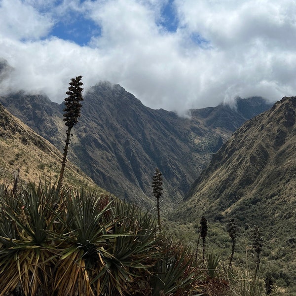Inca Trail, Puya Plants, 8x10 Matted Print
