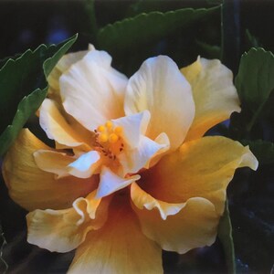 Yellow Begonia, 8x10 Matted Print
