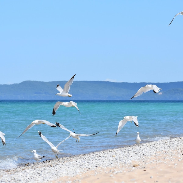 Lake Michigan Seagulls, 8x10 Gematteerde Print