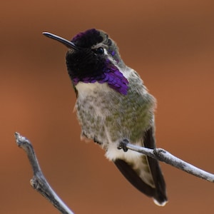 Black-chinned Hummingbird