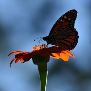 Monarch Butterfly Silhouette, stampa opaca 8x10