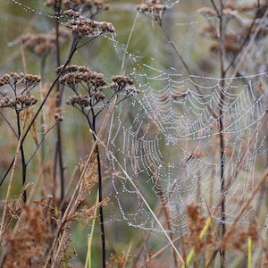 May include: A close-up of a spider's web covered in dewdrops, with brown, dried plants in the background.