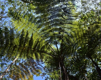 Helecho arborescente extendido, impresión mate