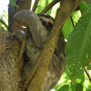 Three-Toed Sloth, 8x10 Matted Print
