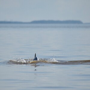 Diving River Dolphin, 8x10 Matted Print