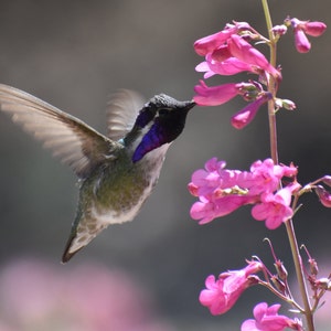 Black-chinned Hummingbird Feeding, 8x10 Matted Print