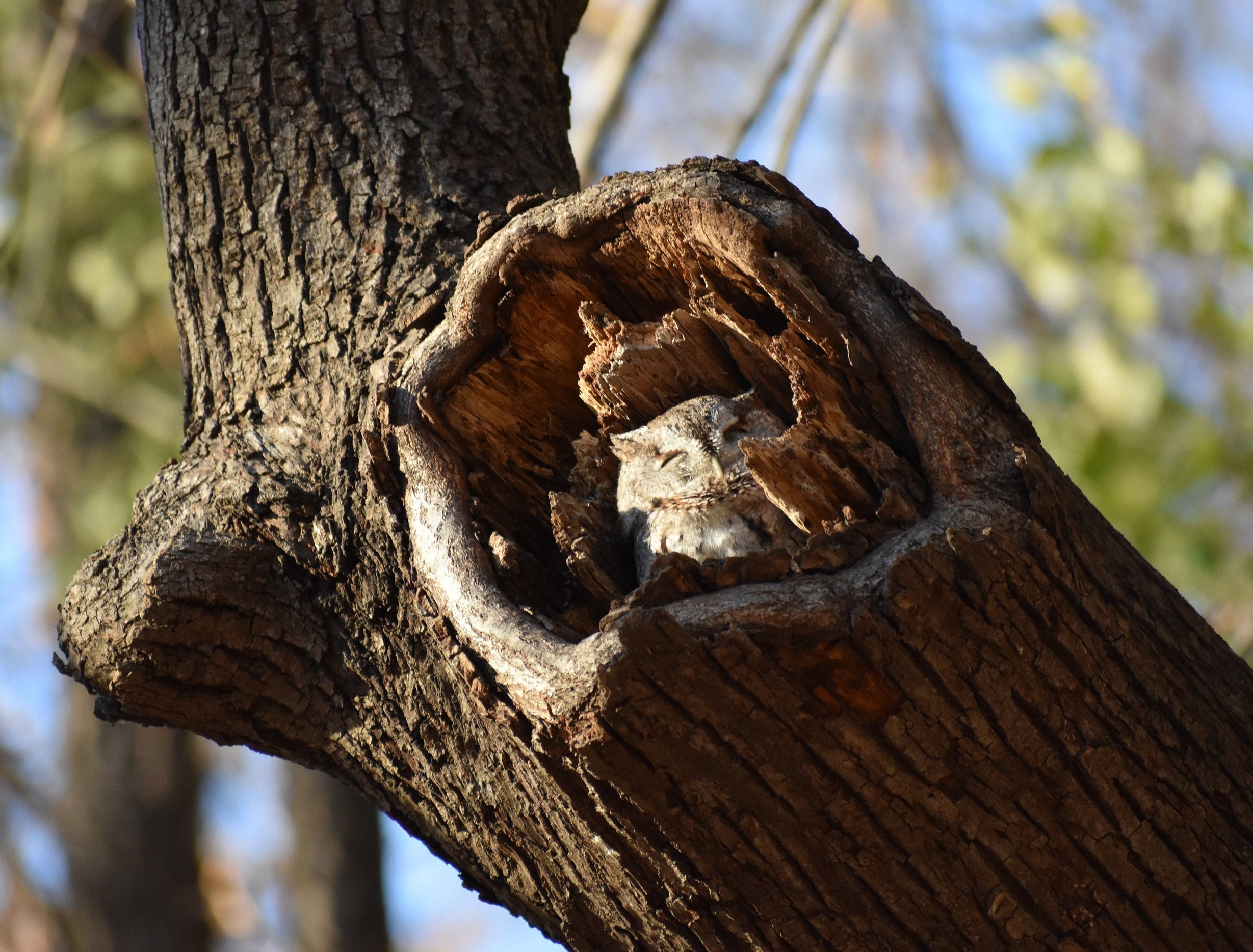 Eastern Screech Owl, 8x10 Matted Print