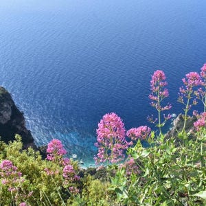 Op de afbeelding: Een schilderachtig uitzicht op de oceaan vanaf een klif, met levendige roze bloemen op de voorgrond. Het diepblauwe water contrasteert met het groene gebladerte en de rotsachtige kliffen, wat een pittoresk landschap creëert.