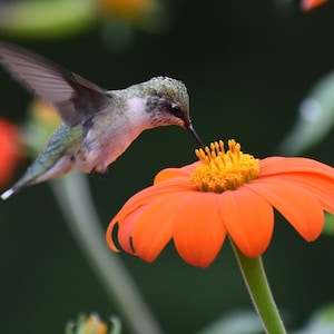 Colibrì dalla gola rubino, stampa opaca 8x10