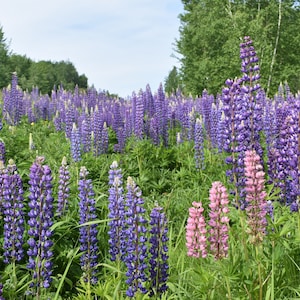 Lupines, 8x10 Matted Print