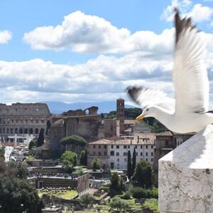 Seagull at the Colloseum, 8x10 Matted Print