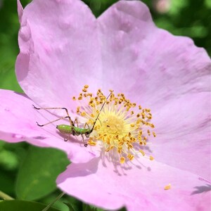 Baby Cricket on a Rose, 8x10 Matted Print