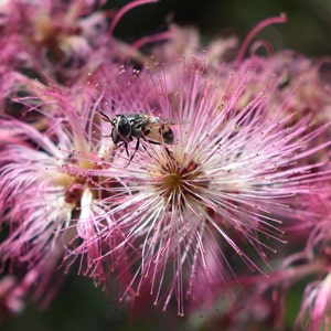 Masked Bee & Pink Fairy Duster, 8x10 Matted Print