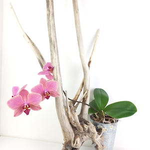 Unieke drijfhout tak sculptuur 108 cm strandtak kunstvoorraad, kuststijl decor, terrarium decor drijfhout nautische oceaan decor