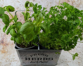 Herb Caddy Planter With Handle, Metallic Finish Suitable for Inside or Out