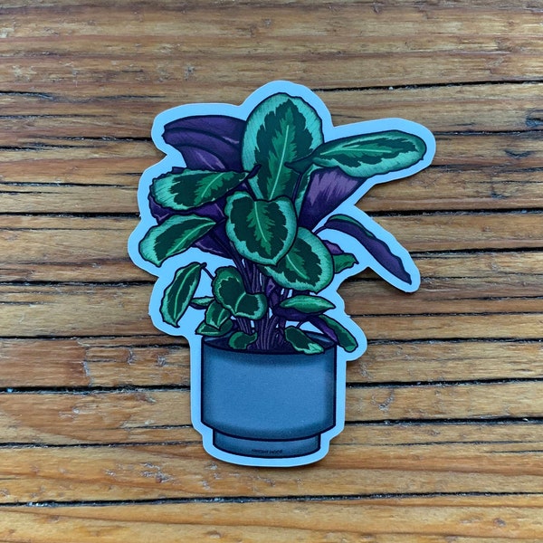 Sticker -  House Plant: Calathea Medallion (Individual Sticker, Custom Cut, Die-Cut, All Purpose, Waterproof Sticker, RGB Sticker)