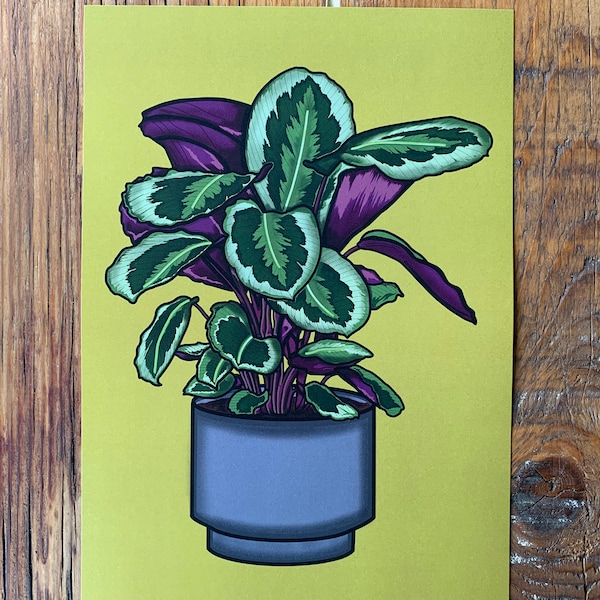 Hauspflanze: Kunstdruck - Calathea Medaillon (Kunstdruck, A4 Druck, Wandkunst, Digitales Design, moderne Illustration, Vollfarbdesign)