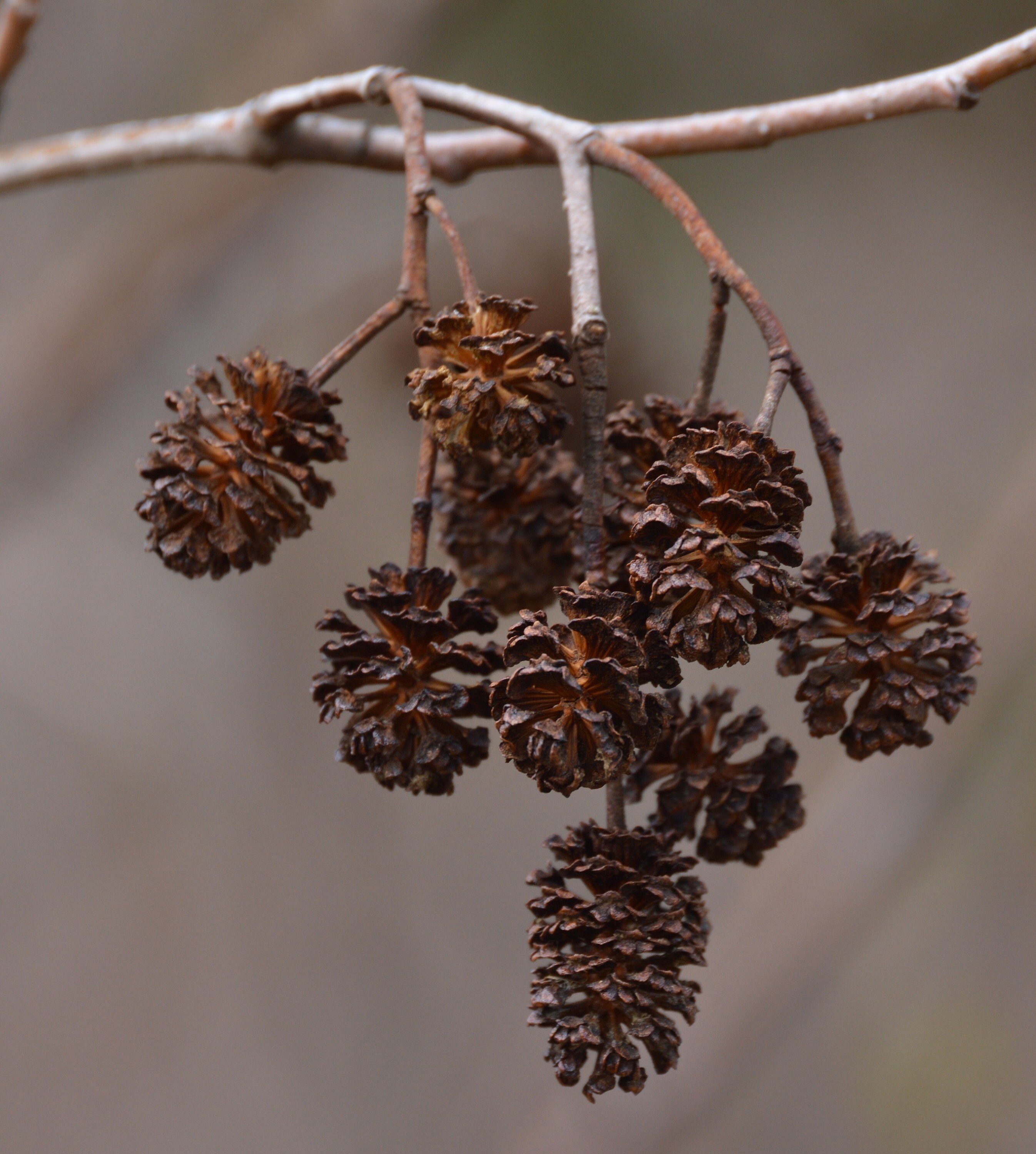 10 20 or 30 Alder Cones Magickal Dried Alder Cones Tiny - Etsy UK