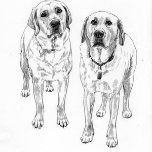 May include: A pencil sketch of two Labrador Retrievers. The dogs are facing forward, with detailed shading and realistic features. Each dog wears a collar with a tag. The artwork is in black and white.