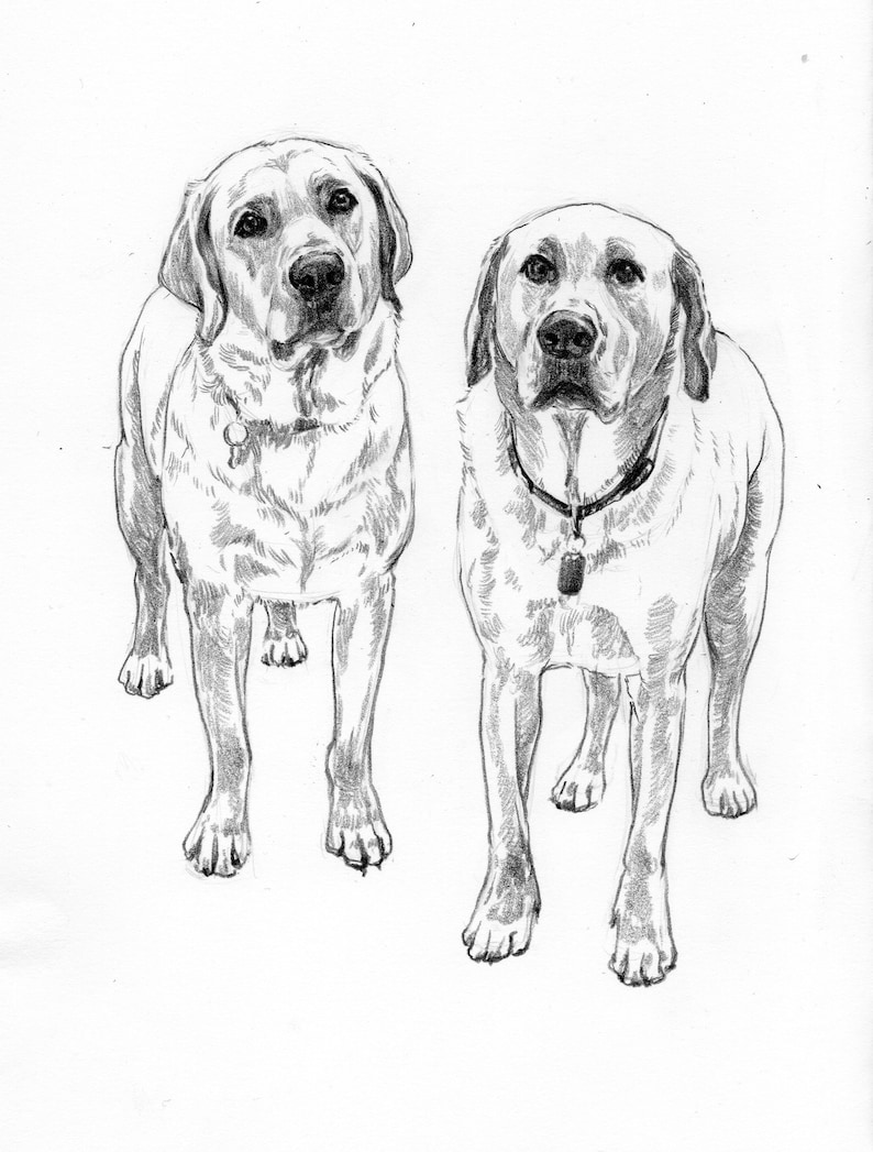 May include: A pencil sketch of two Labrador Retrievers. The dogs are facing forward, with detailed shading and realistic features. Each dog wears a collar with a tag. The artwork is in black and white.