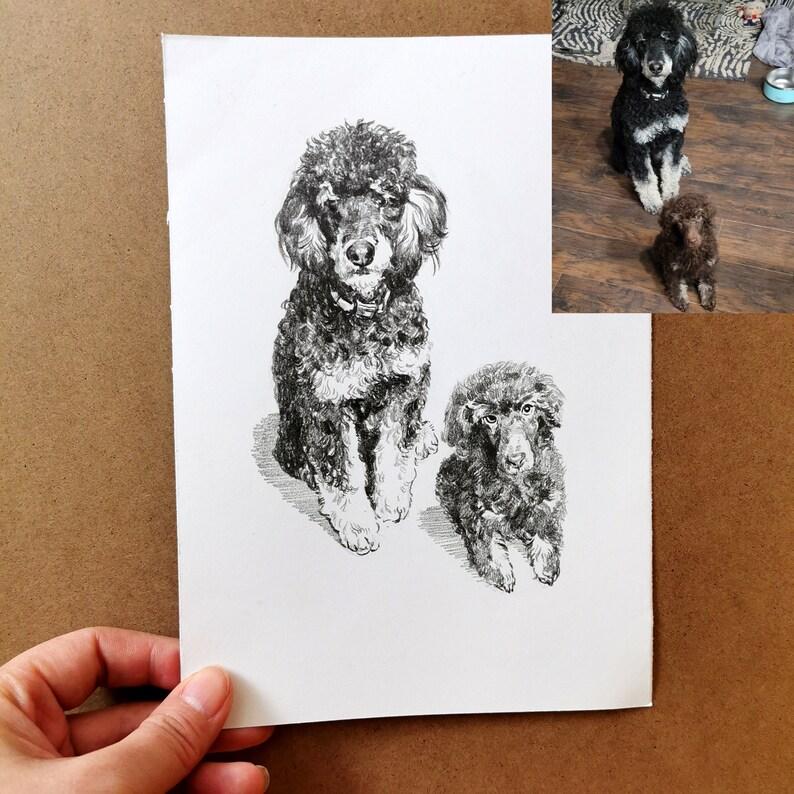 May include: Black and white pen and ink drawing of two poodles. The larger poodle is seated, facing forward, with a collar. The smaller poodle is seated below. The drawing is on white paper, held by a hand, with two color photos of the poodles in the background.