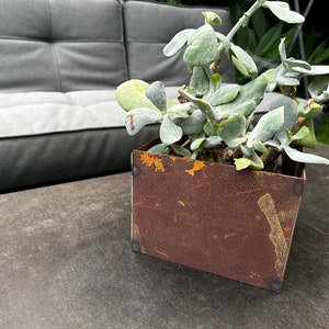 May include: A rusty metal planter with a succulent plant with silver-green leaves. The planter is sitting on a gray concrete surface.