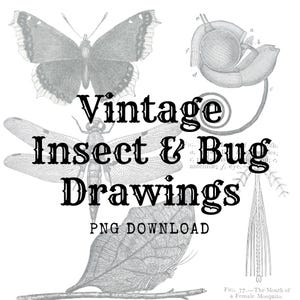 May include: A collection of black and white vintage insect and bug drawings featuring a butterfly, a dragonfly, a moth, and a mosquito mouth diagram. The text reads Vintage Insect & Bug Drawings PNG DOWNLOAD and Fig. 77. The Mouth of a Female Mosquito.