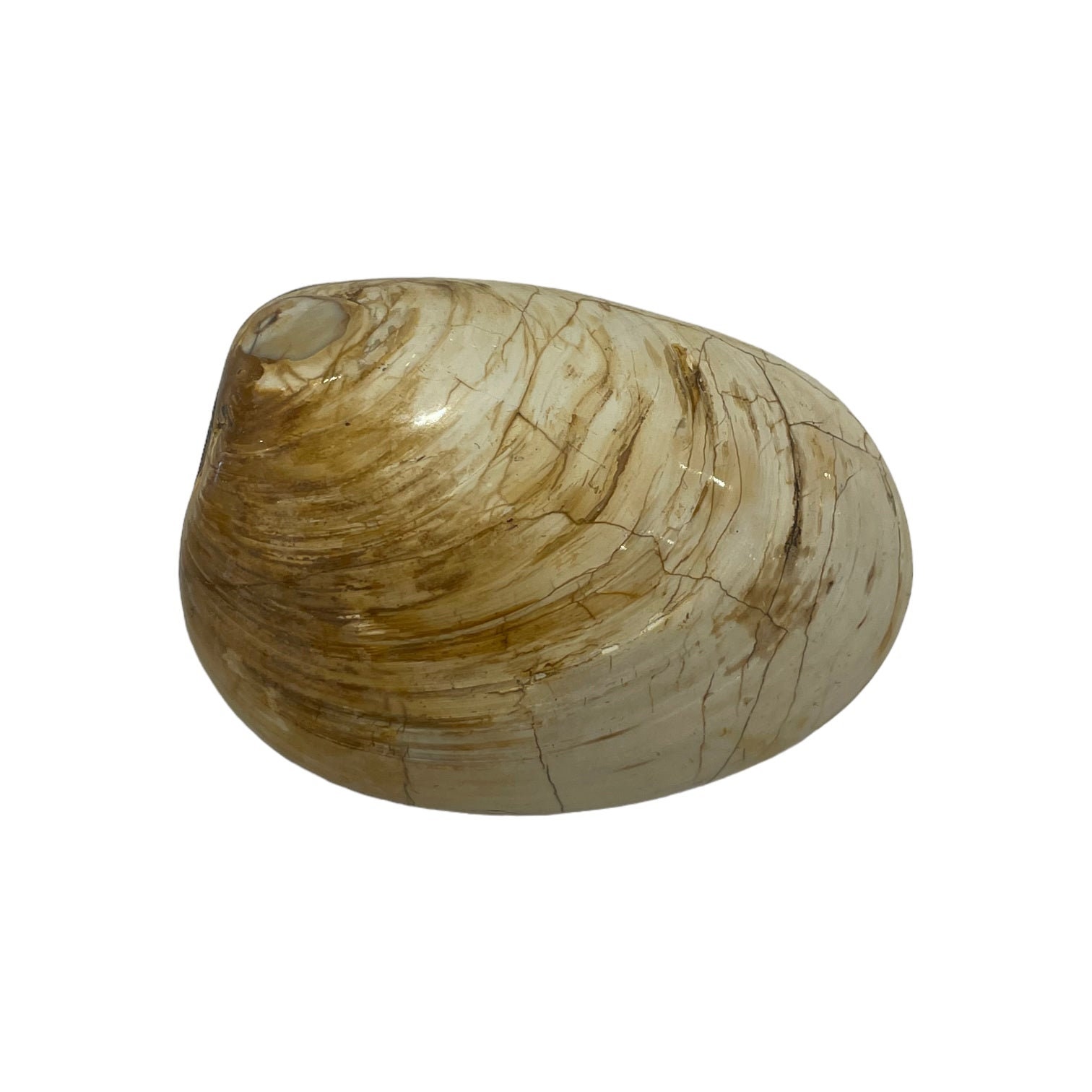 Fossilized clam