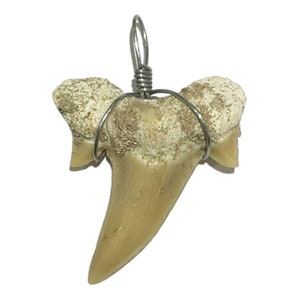 Shark tooth pendant
