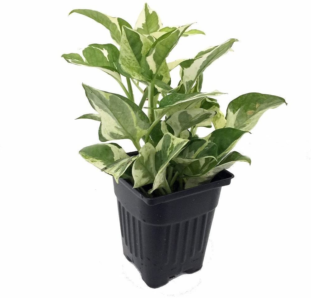 Epipremnum Aureum Pearls & Jade Pothos Live Plant 4 Pot Etsy
