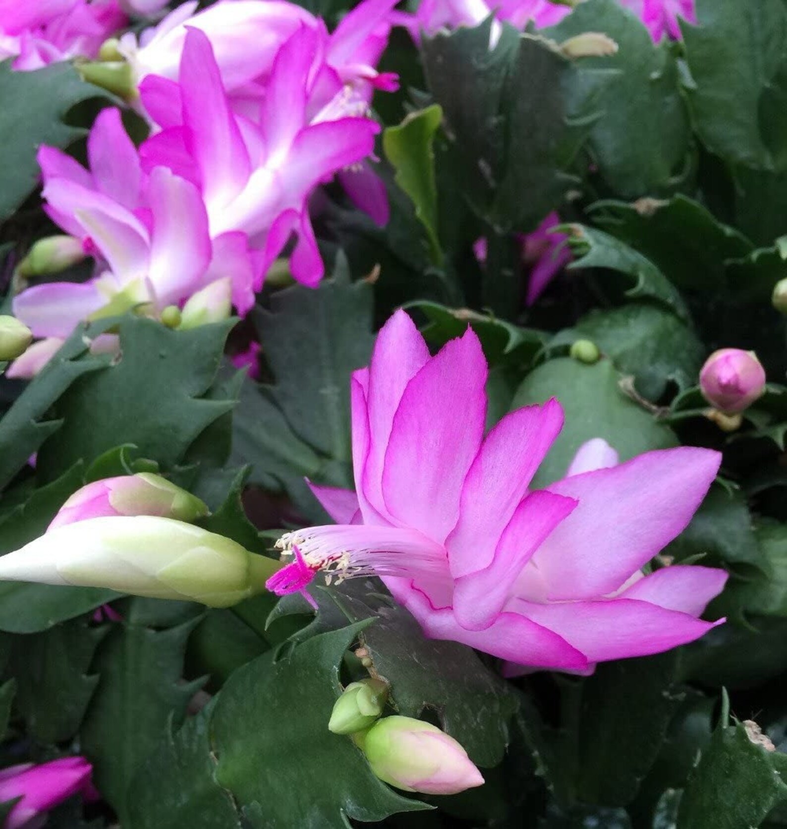 Pink Christmas Cactus Live Plant Zygocactus 4 Pot Etsy