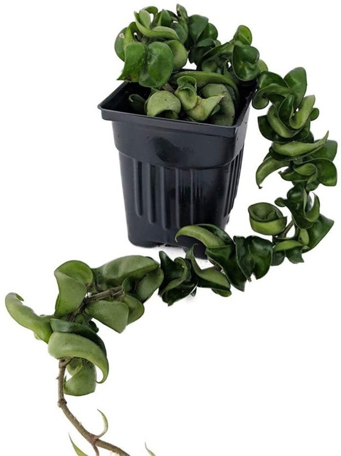 Hoya Indian Rope Plant Hindu Exotic Easy Blooming Size 4 Etsy