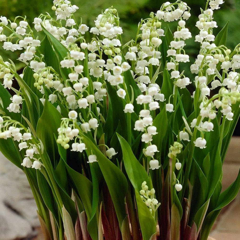 Lily of the Valley Live Plant Garden Flowers roots - Etsy UK