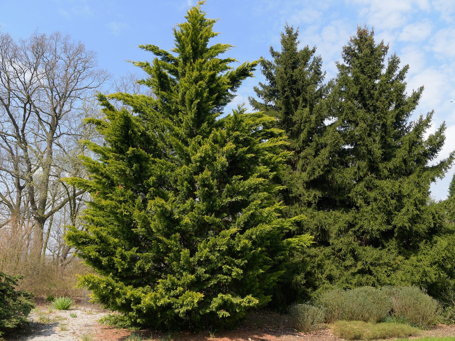 25 Leyland Cypress Live Tree Plants 2 1/2 Pot X Etsy