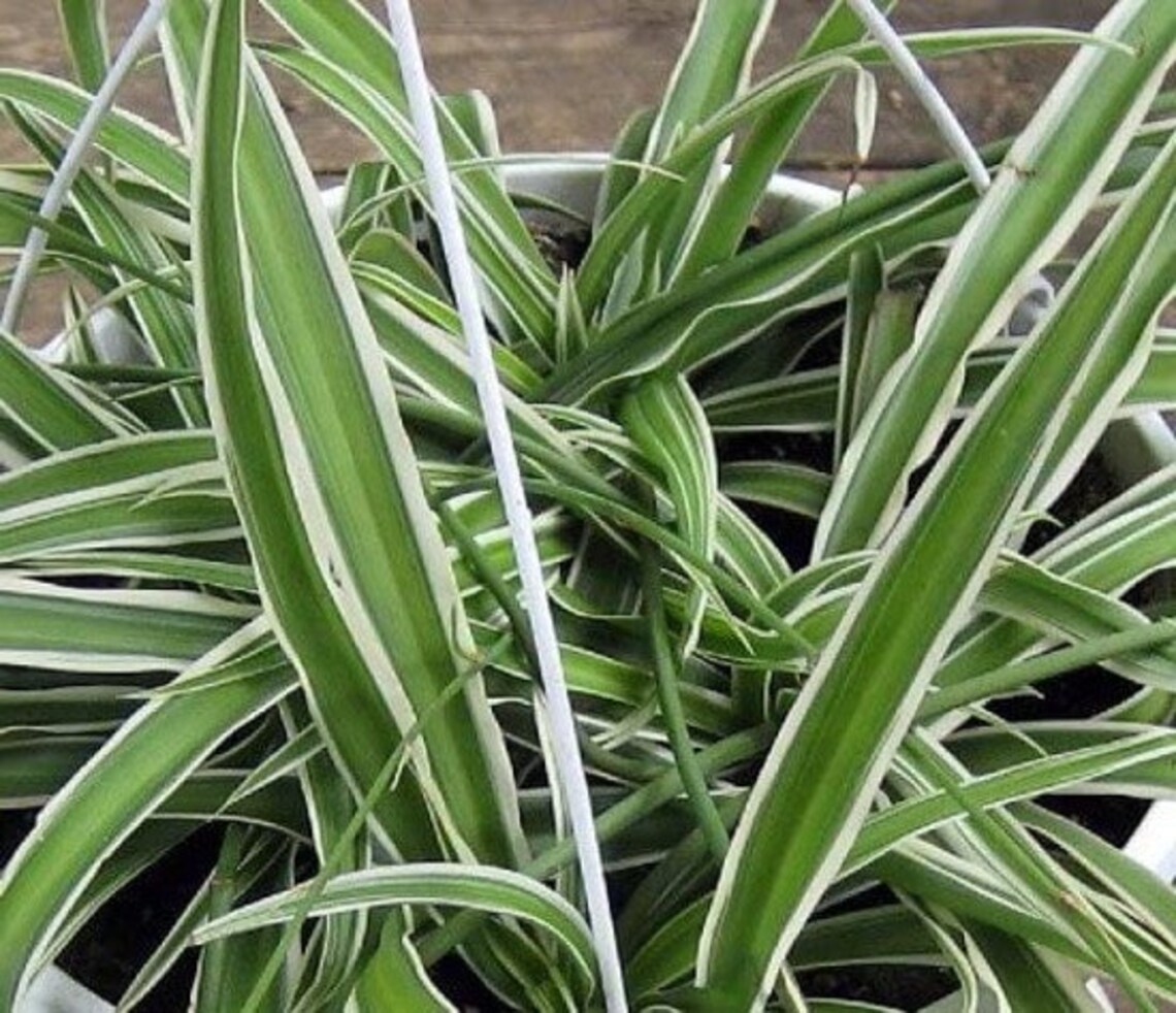 Reverse Variegated Spider Plant Easy to Grow/cleans the Air Etsy