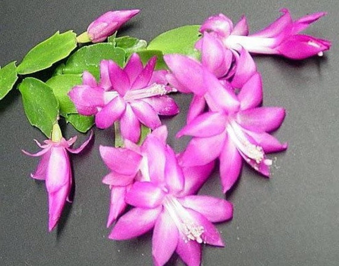 Zygocactus Lavender Christmas Cactus Plant Indoor Live Etsy