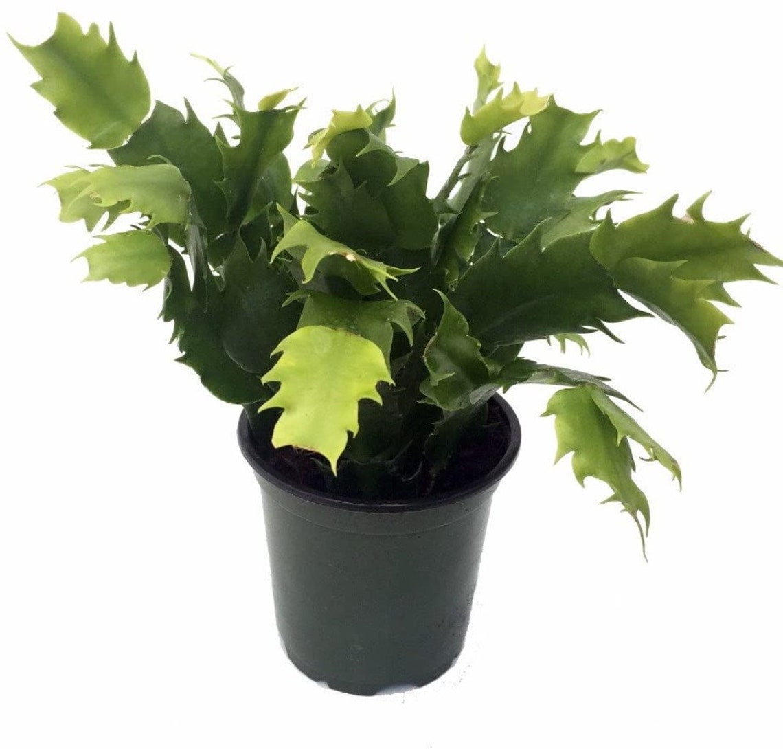 Zygocactus Lavender Christmas Cactus Plant Indoor Live Etsy