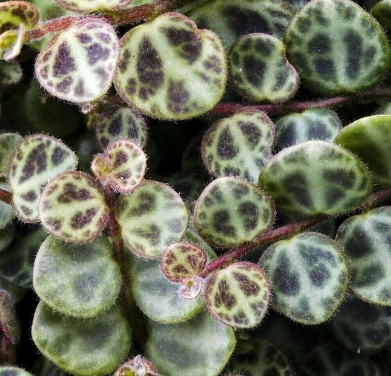 String Hearts Prostrata Peperomia Fairy Terrarium Garden House Etsy