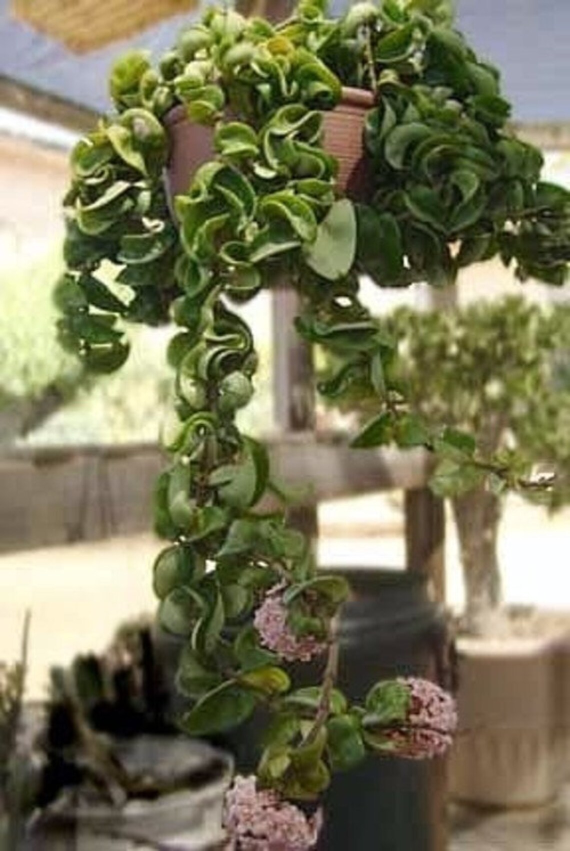 Hoya Indian Rope Plant Hindu Exotic Easy Blooming Size 4 Etsy