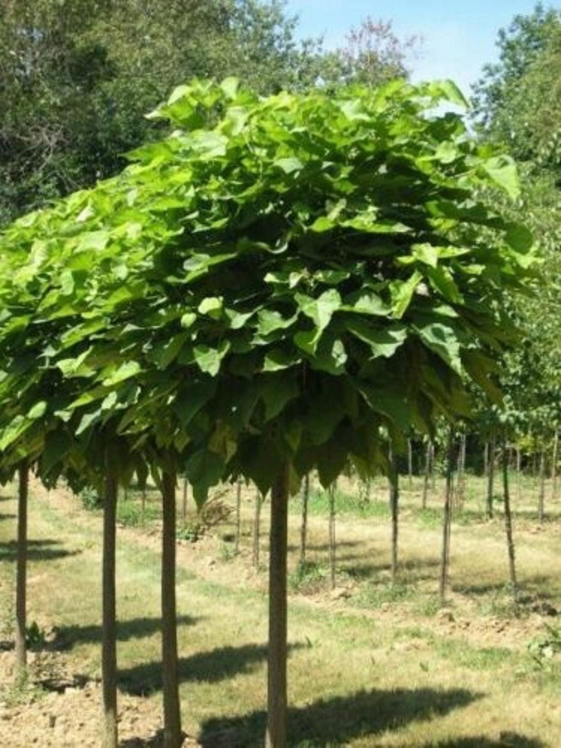 Catalpa Tree in a 1 qt. pot 1218 in Height Live Plant Etsy