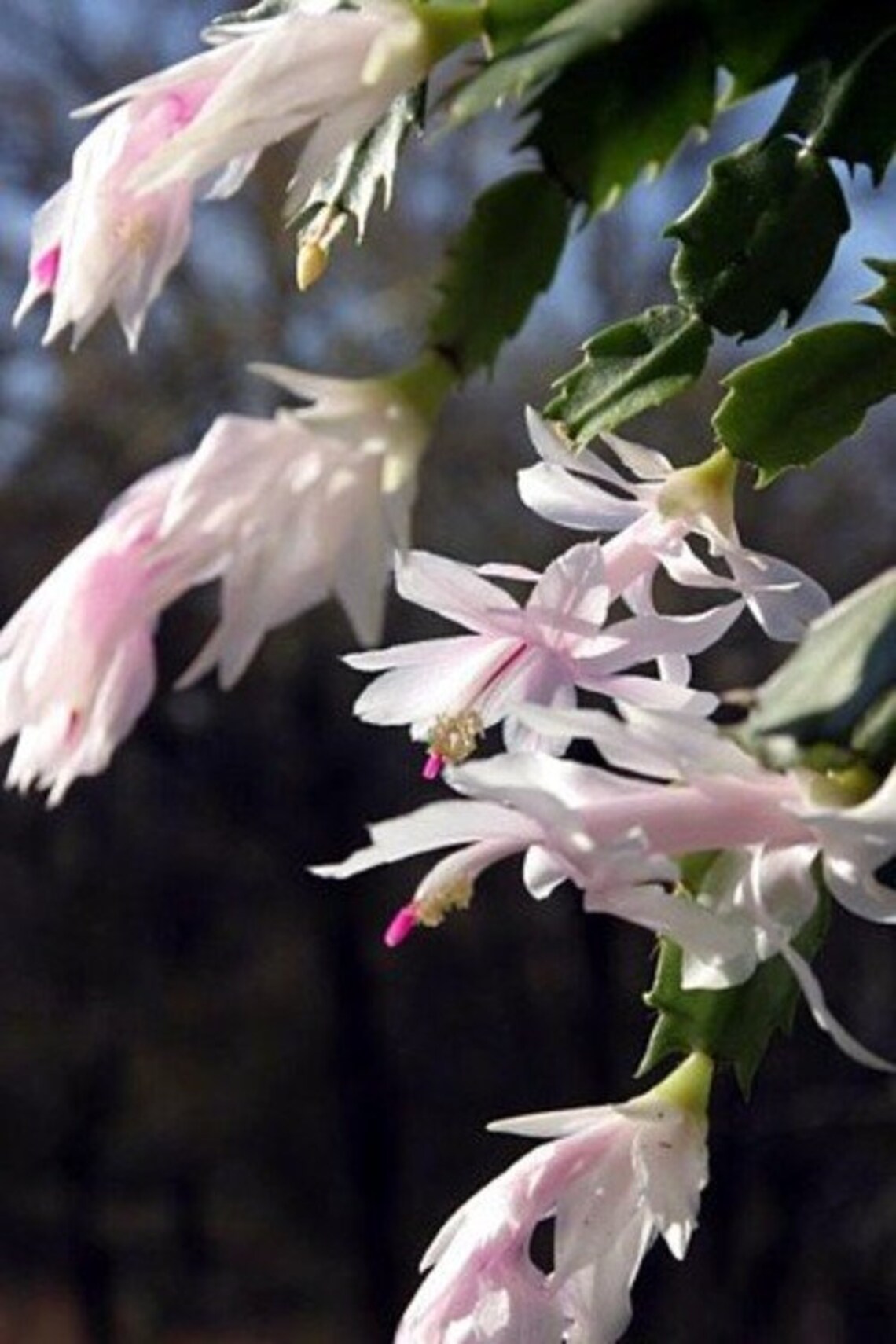Christmas Cactus White Live Plant Zygocactus Indoor Houseplant Etsy Christmas Cactus White