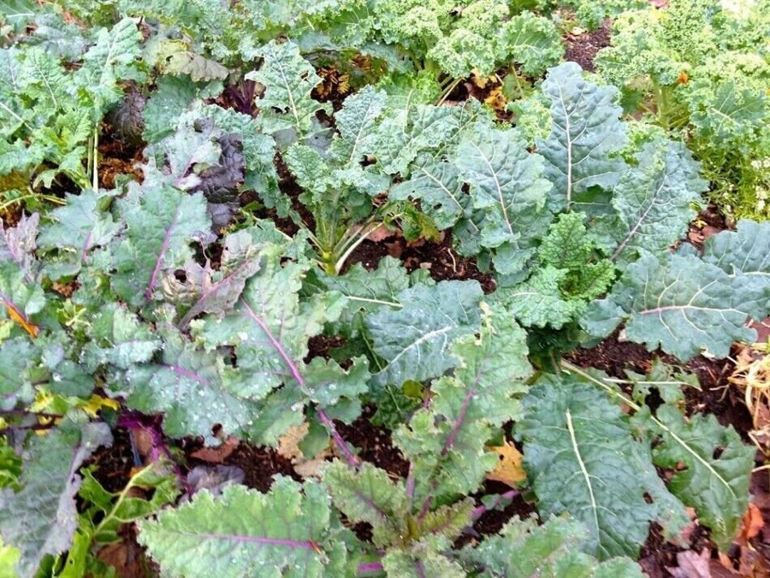 Curly Rainbow Kale Leafed Lacinato Varietys Nutritious Red Etsy
