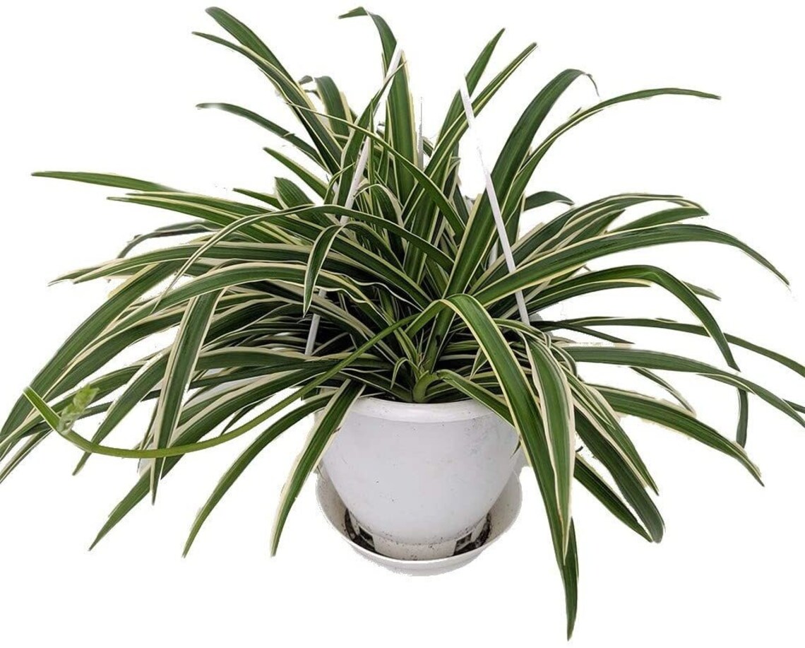 Reverse Variegated Spider Plant Easy to Grow/cleans the Air Etsy