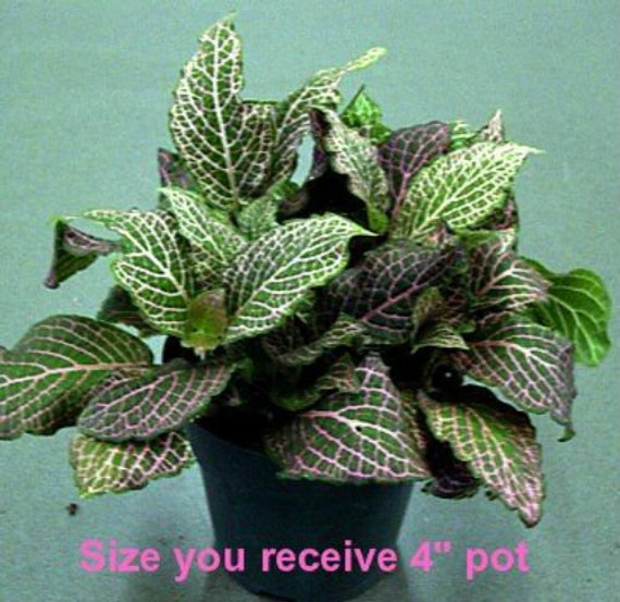 Red Veined Nerve Live Plant House Plants Indoor Garden Best Gift